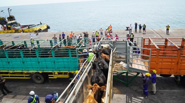 1080 sapi FH dari Australia tiba di Jawa Timur