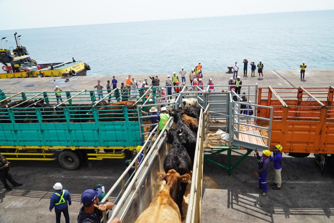1080 sapi FH dari Australia tiba di Jawa Timur