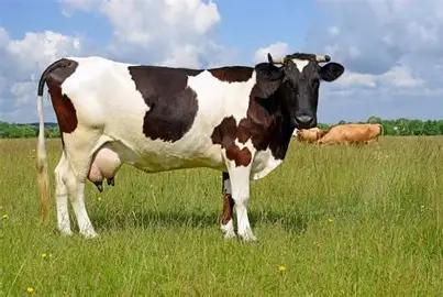 Gununghalu Jadi Sentra Sapi Perah